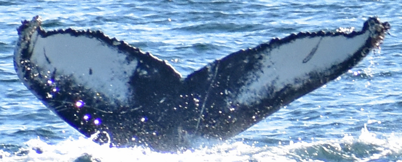 Fluke of Teardrop (Westfjords)