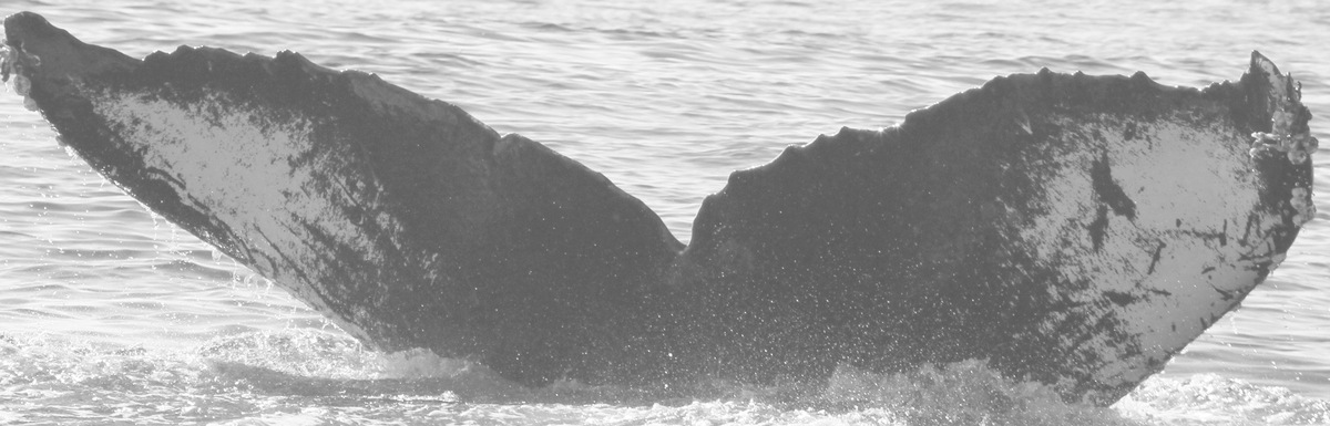 Fluke of CRC-9012