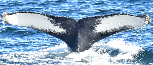 Fluke of Joar (Husavik)