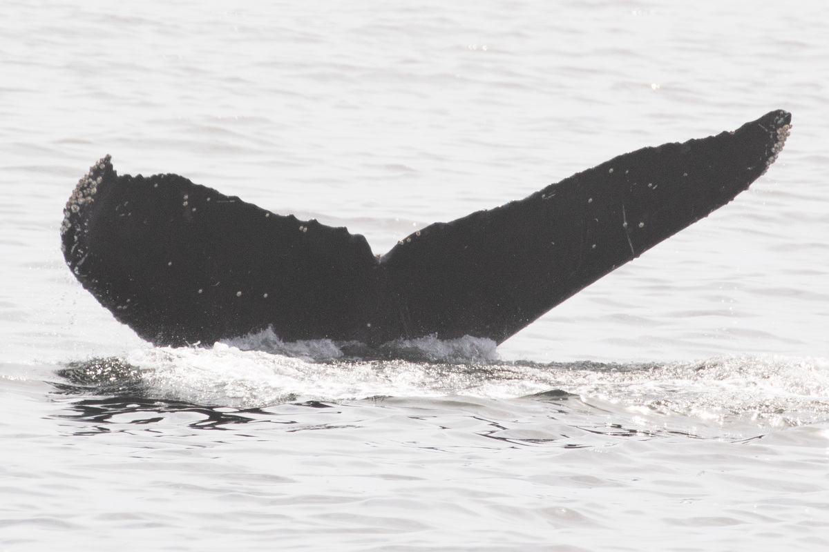 Fluke of CRC-10911