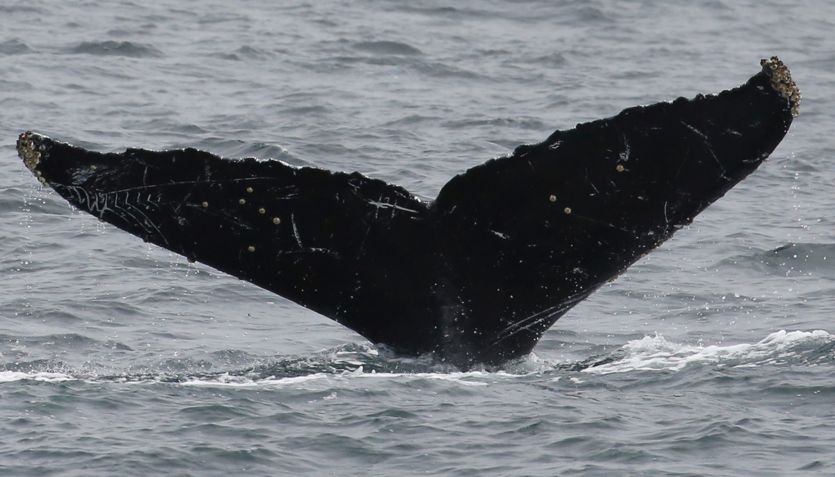 Fluke of Telaraña (ECOBAC)