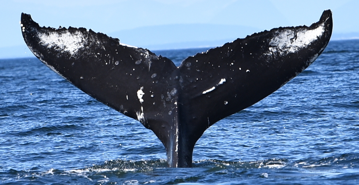 Fluke of Scuba (Salish Sea)