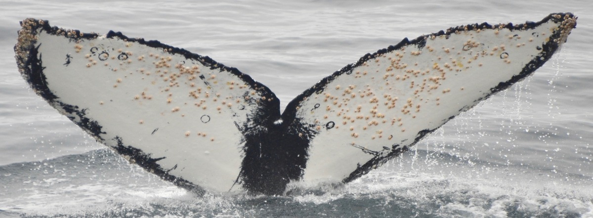 Fluke of HW-MN1302897