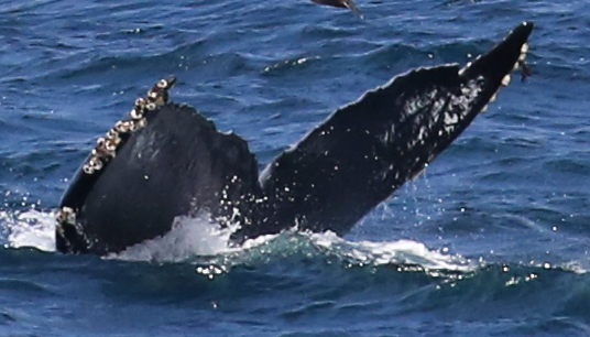 Fluke of CRC-16409
