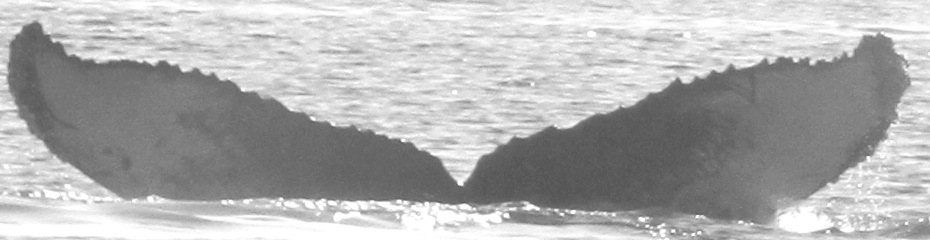 Fluke of CRC-11718