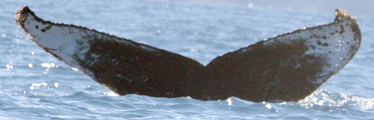 Fluke of CRC-20501