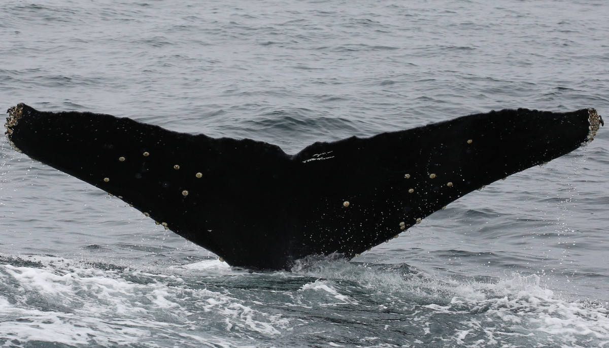 Fluke of CRC-11283