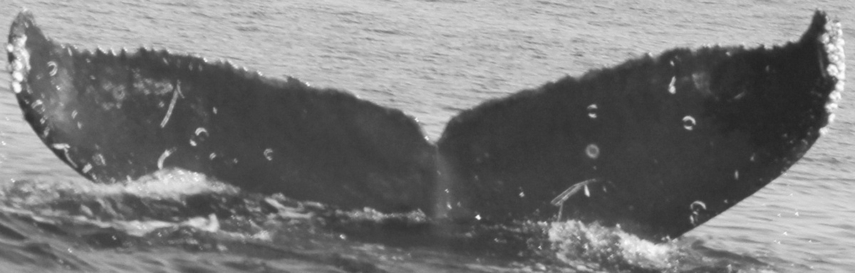 Fluke of CRC-15218