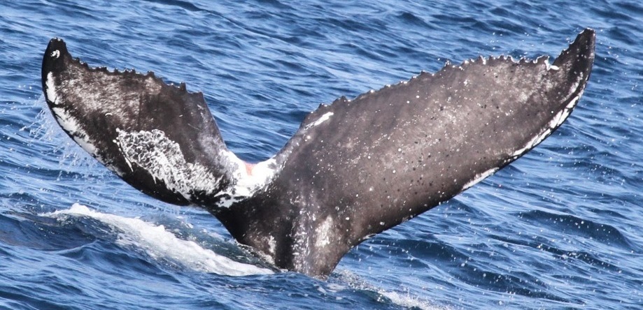 Fluke of Twitch (California)