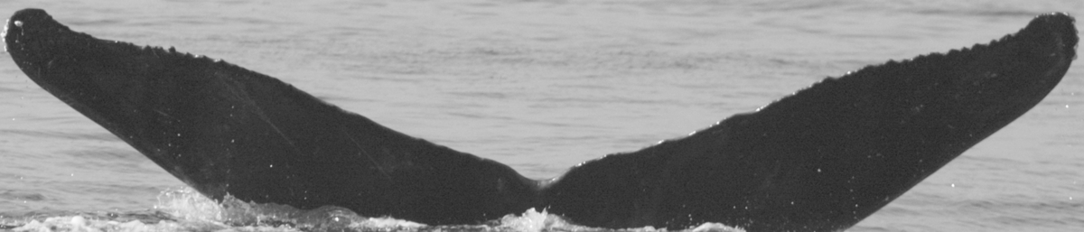 Fluke of Chicanery aka JoanBieze or Polonnaruwa (FS)