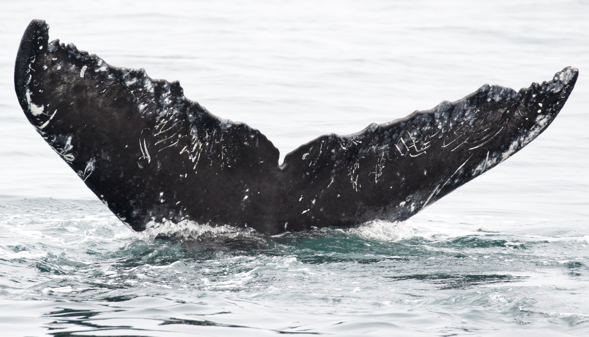 Fluke of CRC-17352