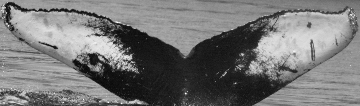 Fluke of SEAK-2741