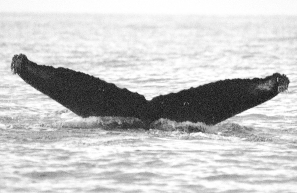 Fluke of Ghost (Northern BC)