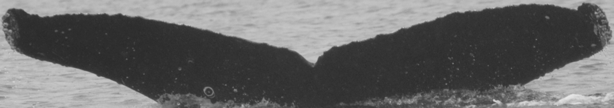 Fluke of SEAK-UASE-BGW-20040526-4-001