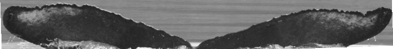 Fluke of Pohaku (FS)