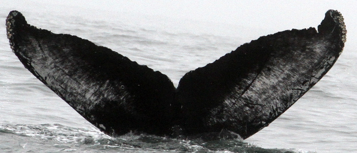 Fluke of CRC-16571