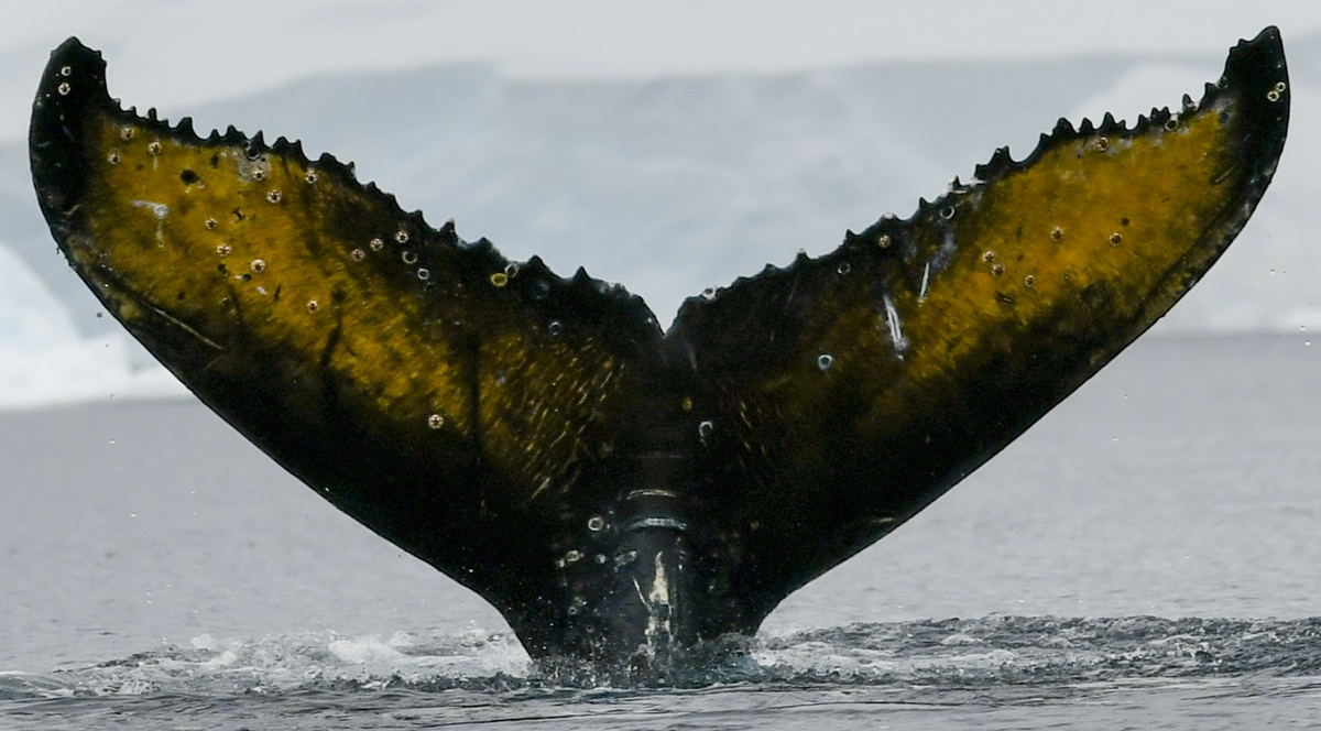 Fluke of HW-MN1302906