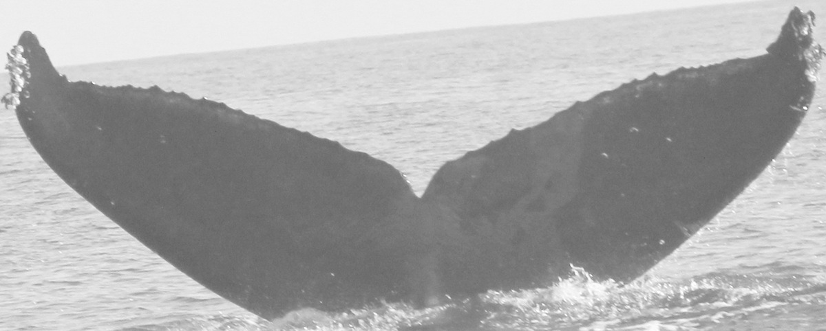 Fluke of CRC-15220