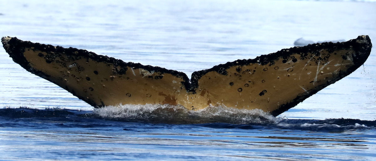 Fluke of BTBEL-Mn20_053A_H