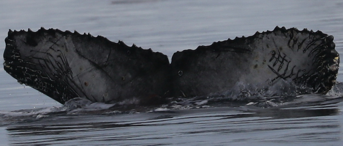 Fluke of BTBEL-Mn20_045J_H
