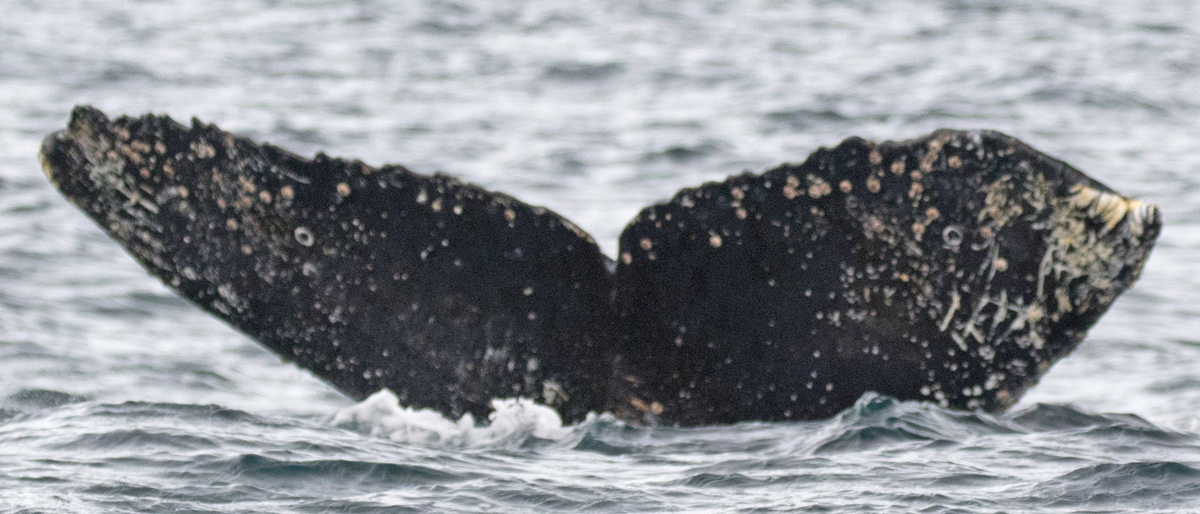 Fluke of BTBEL-Mn20_050F_H