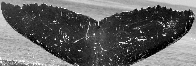 Fluke of TDI-14993