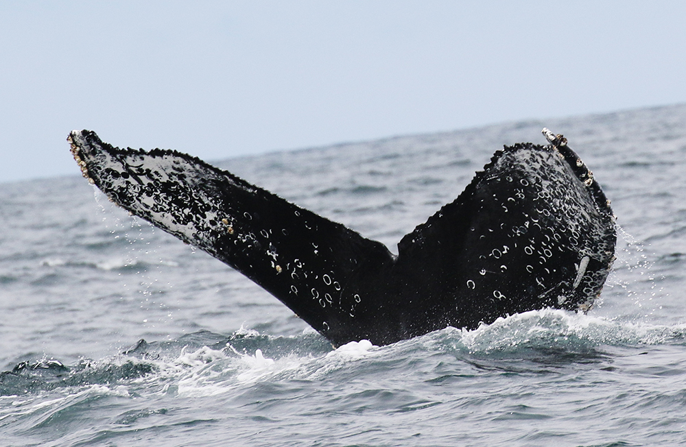 Fluke of Kickstand (California)