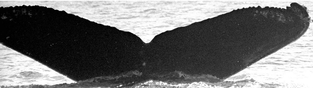 Fluke of SEAK-5220