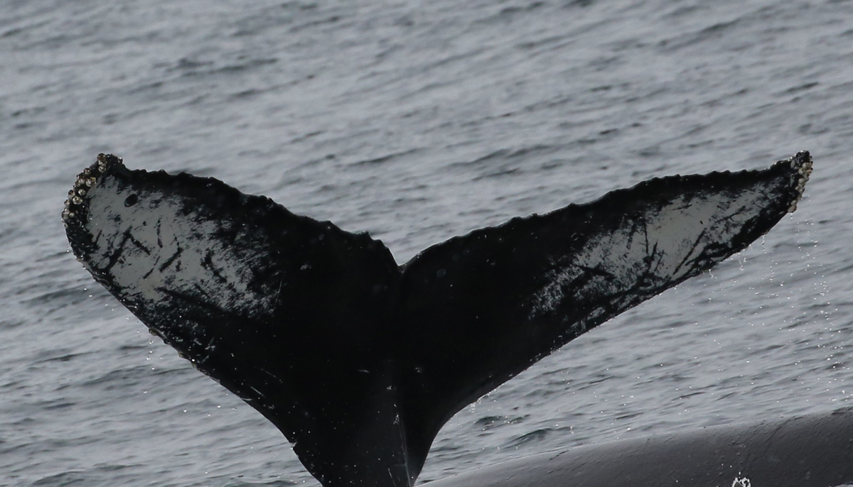 Fluke of CRC-17342