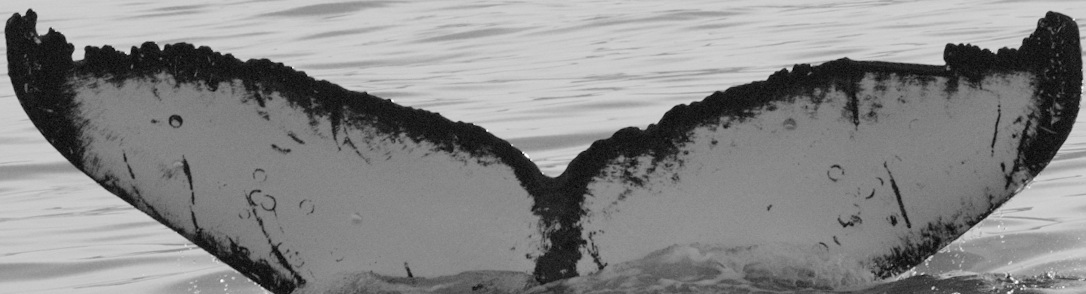 Fluke of ElVera (Alaska)