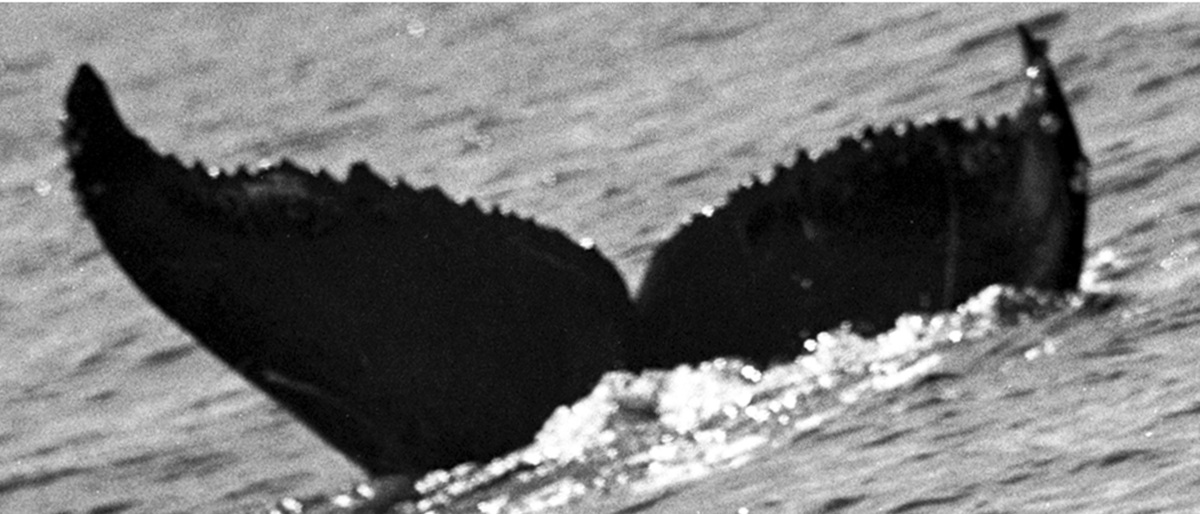 Fluke of CRC-21283