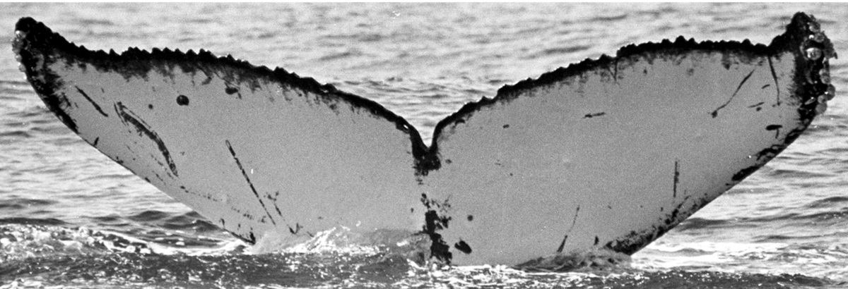 Fluke of CRC-19634