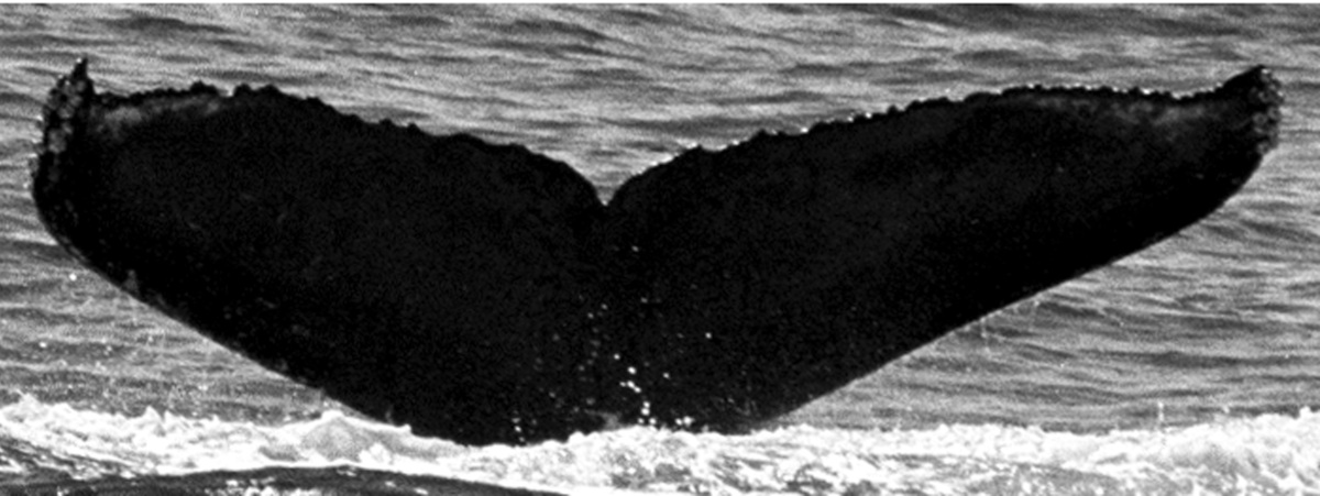 Fluke of TDI-15071
