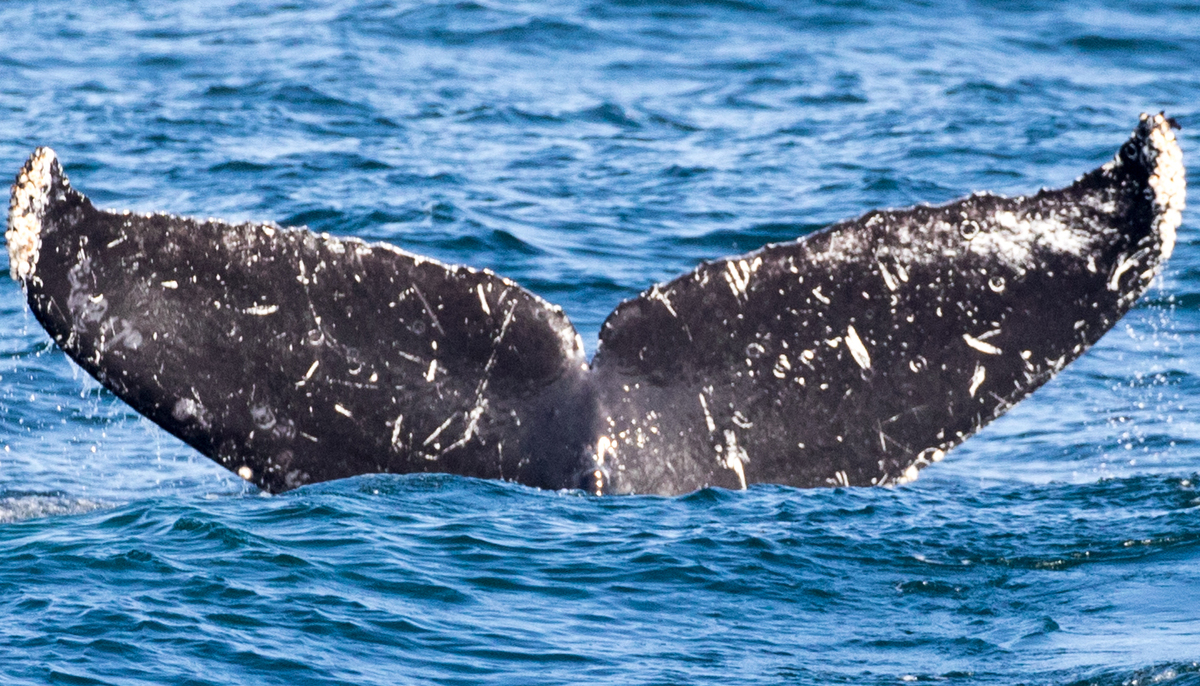 Fluke of CRC-11750