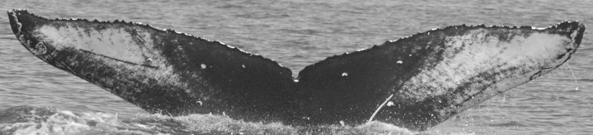 Fluke of SEAK-UASE-JMS-20050809-1-029