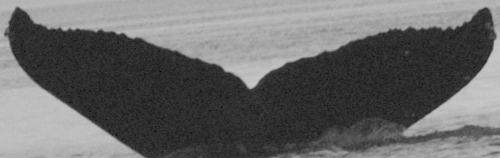 Fluke of Kumuhaka (FS)