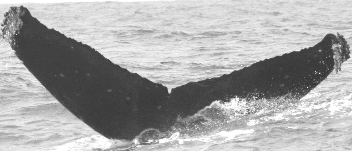 Fluke of CRC-15068