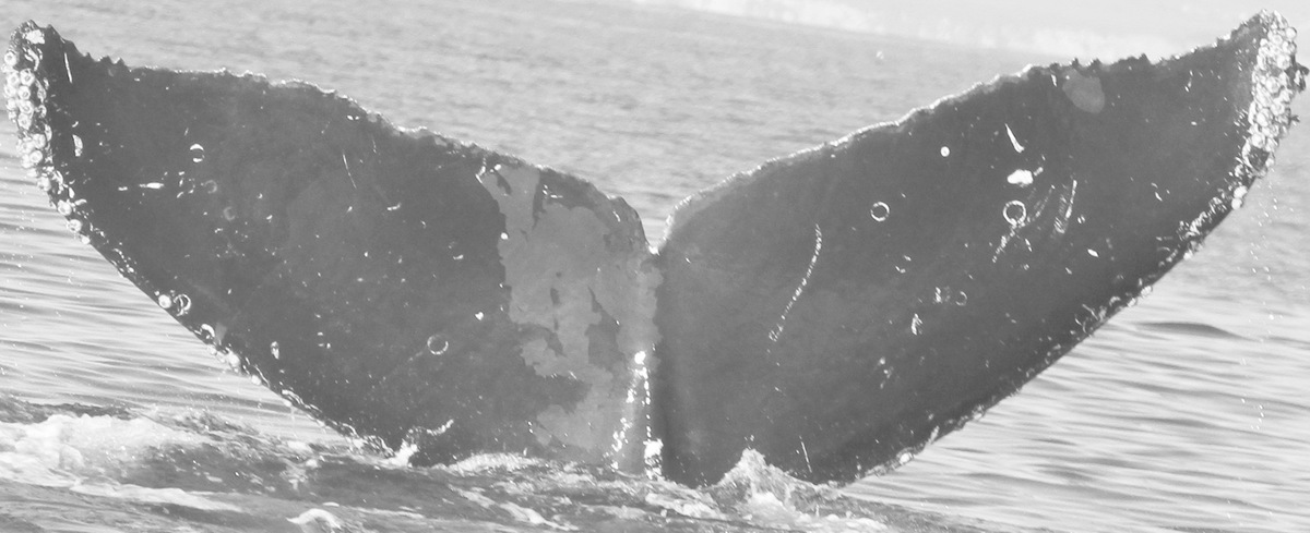 Fluke of CRC-10807