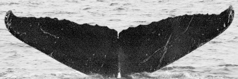 Fluke of SEAK-UASE-JMS-20050908-5--036