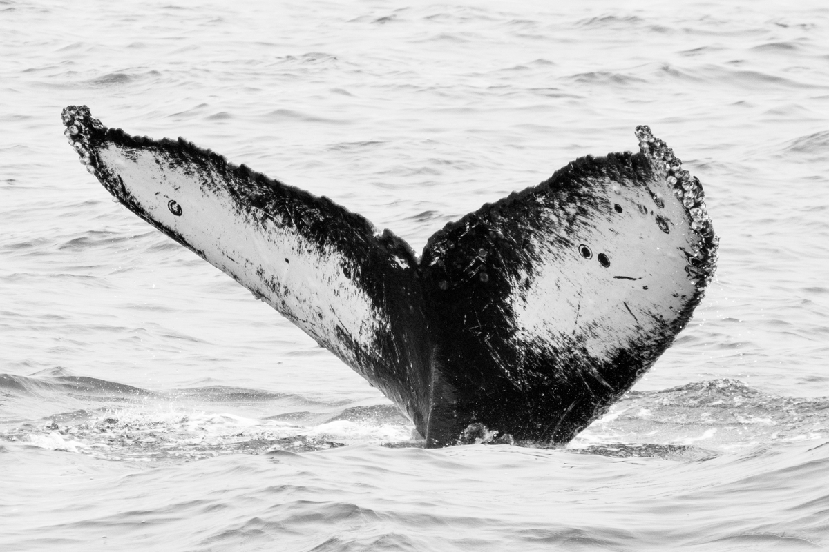 Fluke of CRC-11327