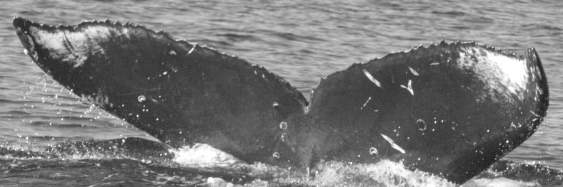 Fluke of SEAK-UASE-JMS-20050909-4-008