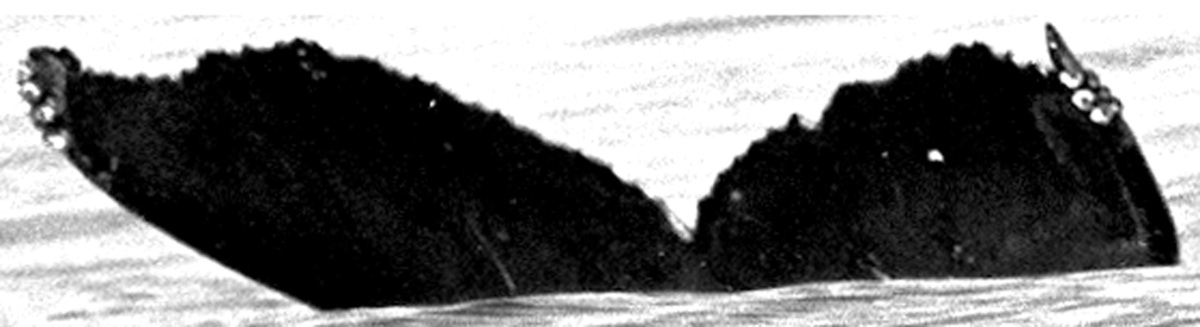 Fluke of SEAK-2727