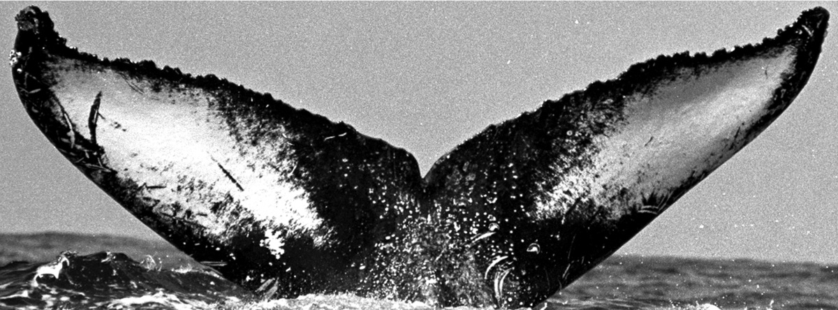 Fluke of TDI-15273