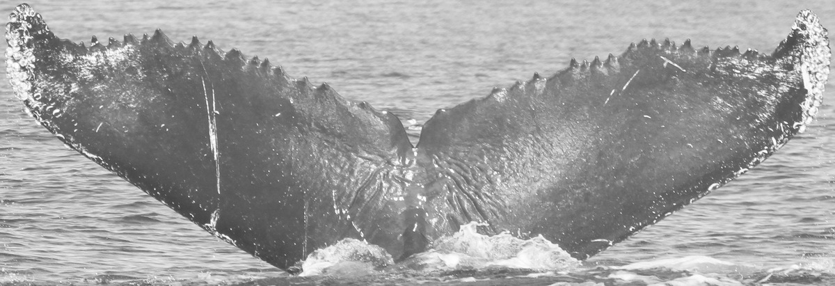 Fluke of CRC-12505
