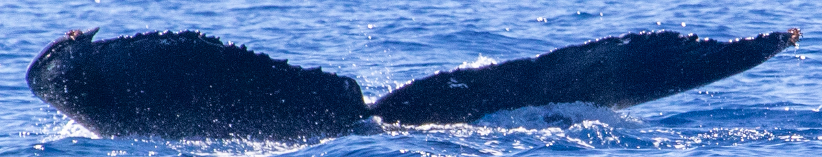 Fluke of HIHWNMS-2020-3-10_O08