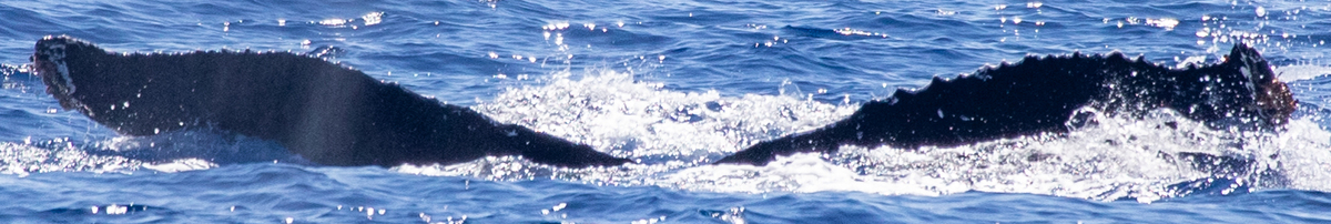 Fluke of HIHWNMS-2020-3-10_G08A01