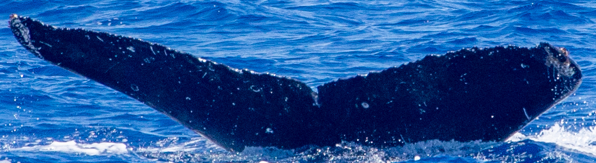 Fluke of HIHWNMS-2020-3-20_G08A01