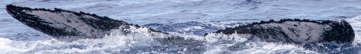 Fluke of HIHWNMS-2020-3-15_G02A01