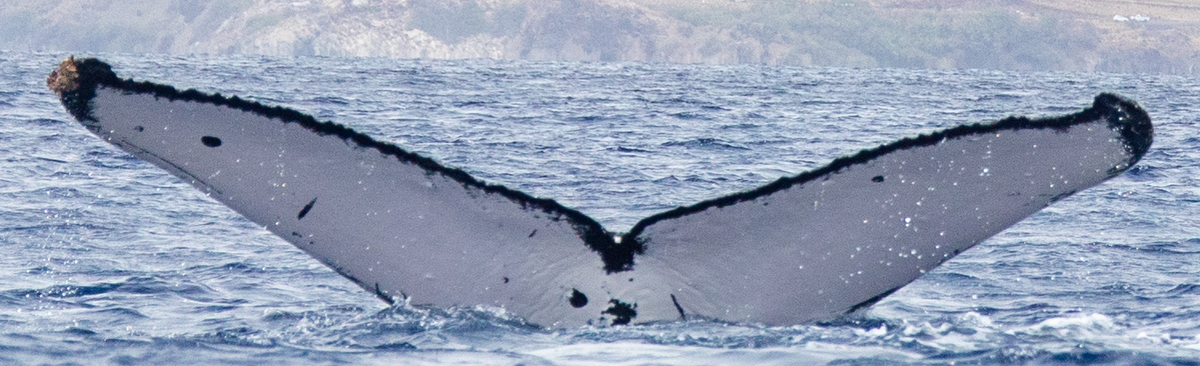 Fluke of HIHWNMS-2020-3-27_G05A02
