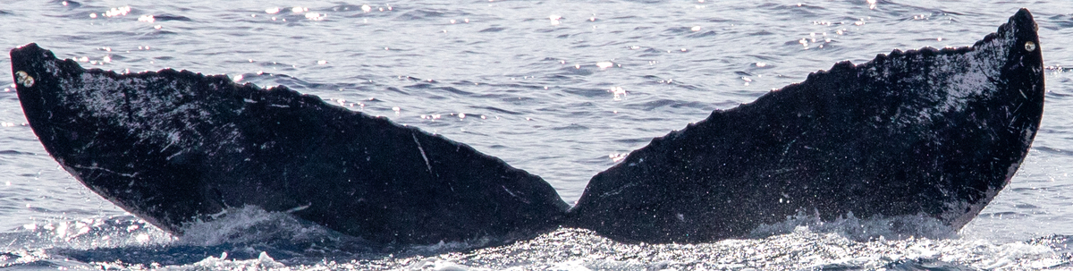 Fluke of HIHWNMS-2020-3-15_G09A02